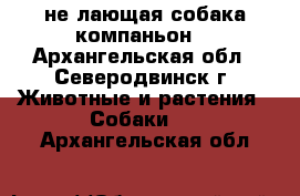 не лающая собака компаньон  - Архангельская обл., Северодвинск г. Животные и растения » Собаки   . Архангельская обл.